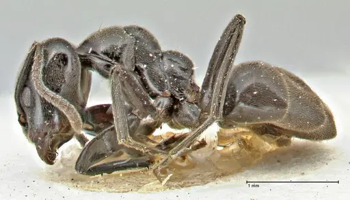 Anonychomyrma biconvexa specimen FOCOL2807 image focol2807_3