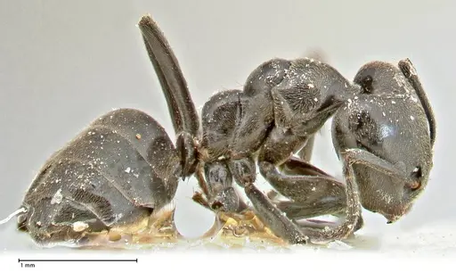 Anonychomyrma biconvexa specimen FOCOL2807 image focol2807_4