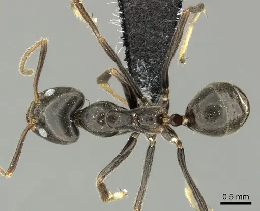 Anonychomyrma dimorpha specimen CASENT0219919 image casent0219919_1