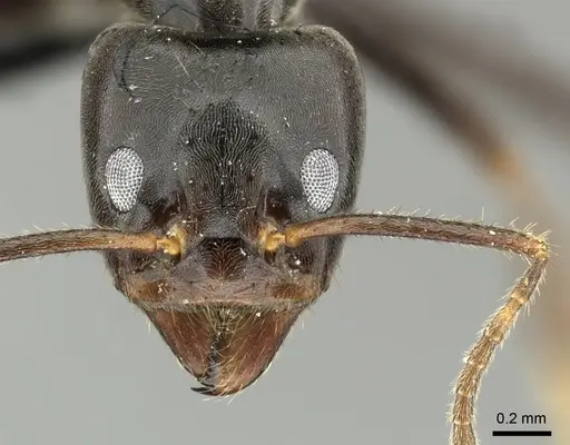 Anonychomyrma dimorpha specimen CASENT0219919 image casent0219919_2