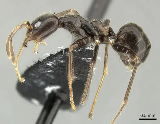 Anonychomyrma dimorpha specimen CASENT0219919 image casent0219919_3