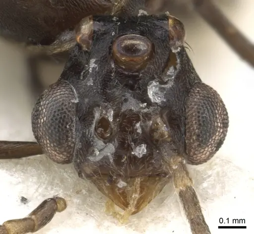 Anonychomyrma dimorpha specimen CASENT0902993 image casent0902993_2