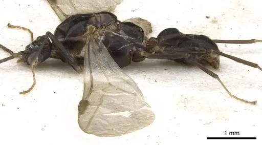 Anonychomyrma dimorpha specimen CASENT0902993 image casent0902993_4