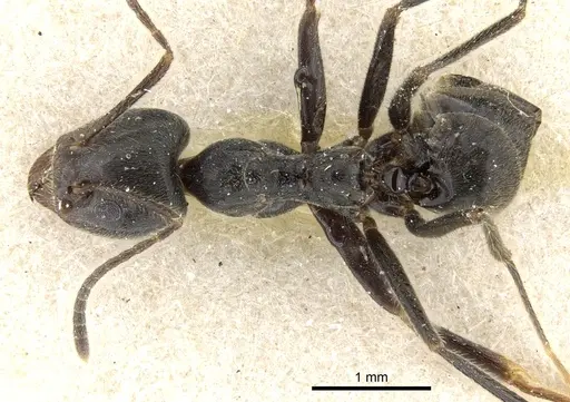 Anonychomyrma dimorpha specimen CASENT0905044 image casent0905044_1