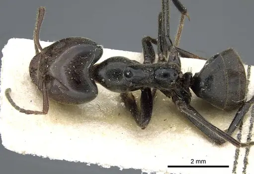 Anonychomyrma dimorpha specimen CASENT0905790 image casent0905790_1