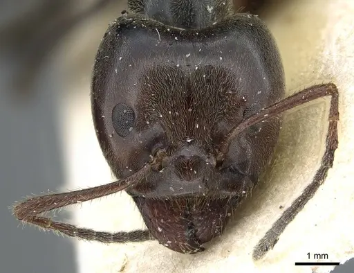 Anonychomyrma dimorpha specimen CASENT0905790 image casent0905790_2