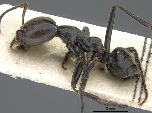 Anonychomyrma dimorpha specimen CASENT0905790 image casent0905790_3
