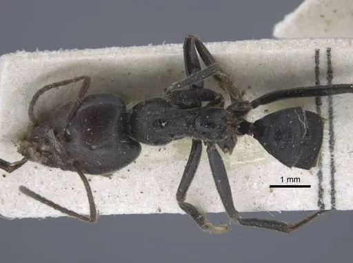 Anonychomyrma dimorpha specimen CASENT0917106 image casent0917106_1