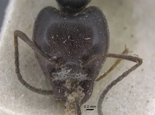 Anonychomyrma dimorpha specimen CASENT0917106 image casent0917106_2