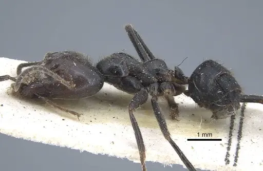 Anonychomyrma dimorpha specimen CASENT0917106 image casent0917106_3