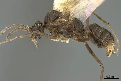 Anonychomyrma dimorpha specimen CASENT0923573 image casent0923573_1