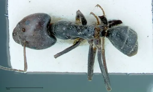 Anonychomyrma dimorpha specimen FOCOL0163 image focol0163_1