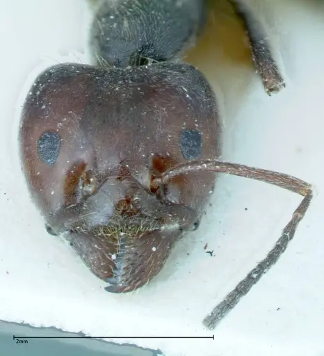 Anonychomyrma dimorpha specimen FOCOL0163 image focol0163_2
