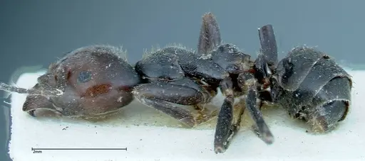 Anonychomyrma dimorpha specimen FOCOL0163 image focol0163_3