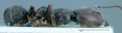 Anonychomyrma dimorpha specimen FOCOL0163 image focol0163_4