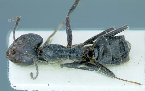 Anonychomyrma dimorpha specimen FOCOL0164 image focol0164_1