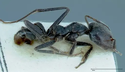 Anonychomyrma dimorpha specimen FOCOL0164 image focol0164_3