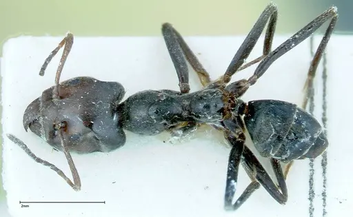 Anonychomyrma dimorpha specimen FOCOL0165 image focol0165_1