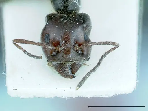 Anonychomyrma dimorpha specimen FOCOL0165 image focol0165_2