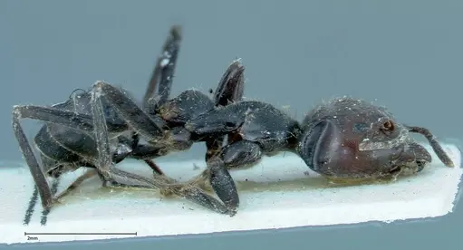 Anonychomyrma dimorpha specimen FOCOL0165 image focol0165_4