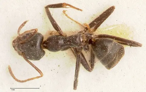 Anonychomyrma dimorpha specimen FOCOL0473 image focol0473_1