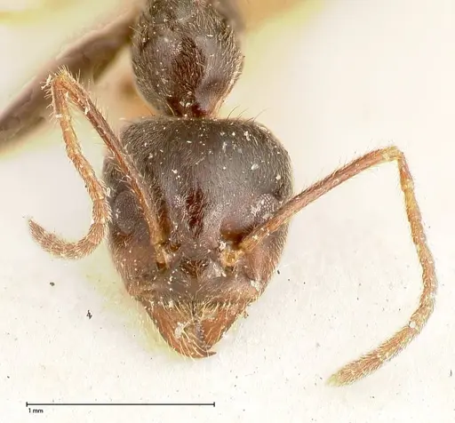 Anonychomyrma dimorpha specimen FOCOL0473 image focol0473_2