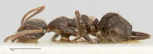 Anonychomyrma dimorpha specimen FOCOL0473 image focol0473_3