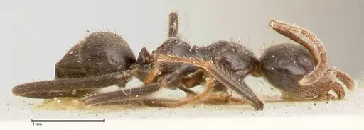 Anonychomyrma dimorpha specimen FOCOL0473 image focol0473_4