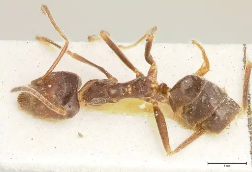 Anonychomyrma dimorpha specimen FOCOL0474 image focol0474_1
