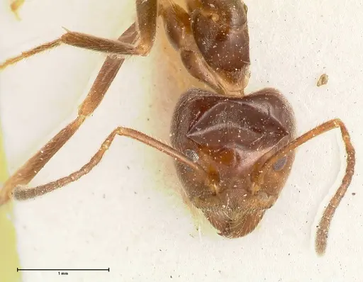 Anonychomyrma dimorpha specimen FOCOL0474 image focol0474_2