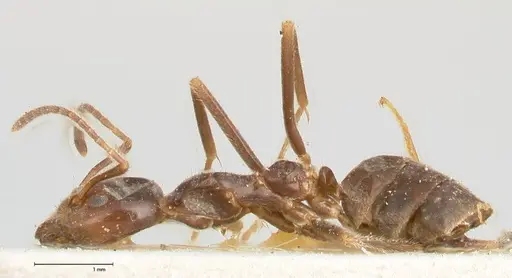 Anonychomyrma dimorpha specimen FOCOL0474 image focol0474_3
