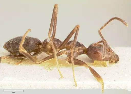 Anonychomyrma dimorpha specimen FOCOL0474 image focol0474_4
