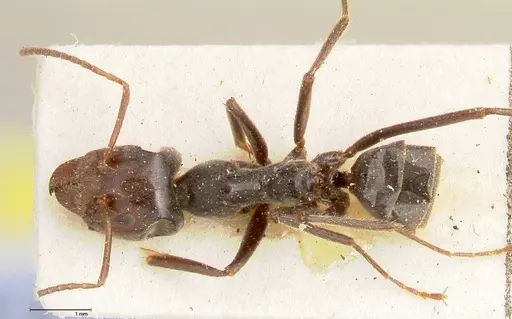 Anonychomyrma dimorpha specimen FOCOL0475 image focol0475_1