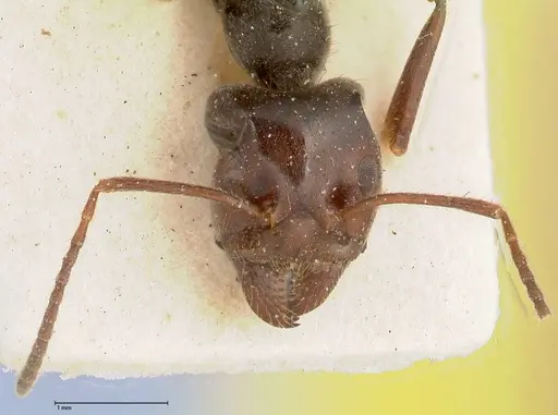 Anonychomyrma dimorpha specimen FOCOL0475 image focol0475_2