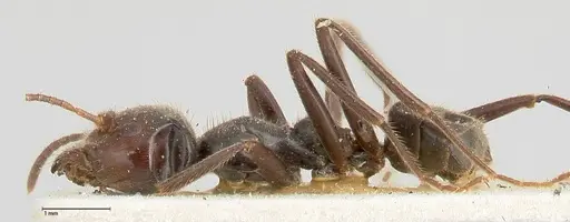 Anonychomyrma dimorpha specimen FOCOL0475 image focol0475_3
