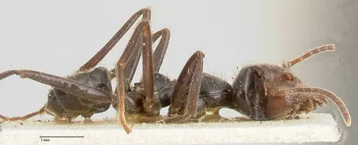 Anonychomyrma dimorpha specimen FOCOL0475 image focol0475_4