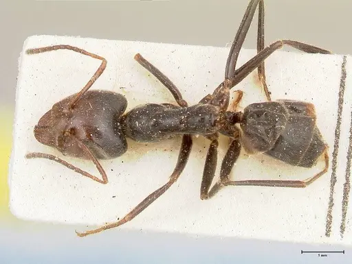 Anonychomyrma dimorpha specimen FOCOL0476 image focol0476_1
