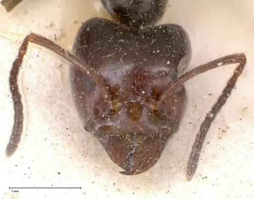 Anonychomyrma dimorpha specimen FOCOL0476 image focol0476_2