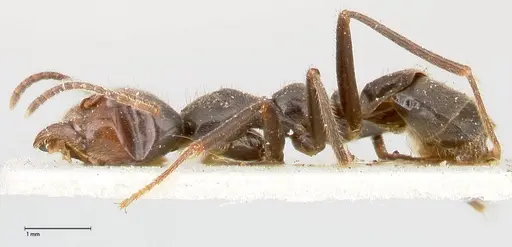 Anonychomyrma dimorpha specimen FOCOL0476 image focol0476_3