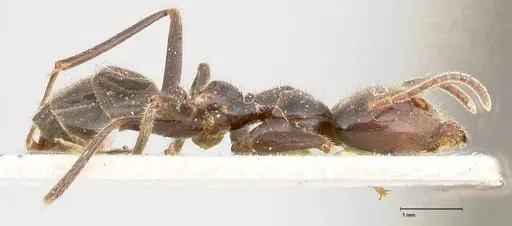 Anonychomyrma dimorpha specimen FOCOL0476 image focol0476_4