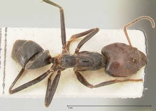 Anonychomyrma dimorpha specimen FOCOL0477 image focol0477_1
