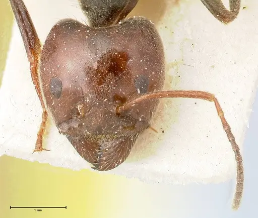 Anonychomyrma dimorpha specimen FOCOL0477 image focol0477_2
