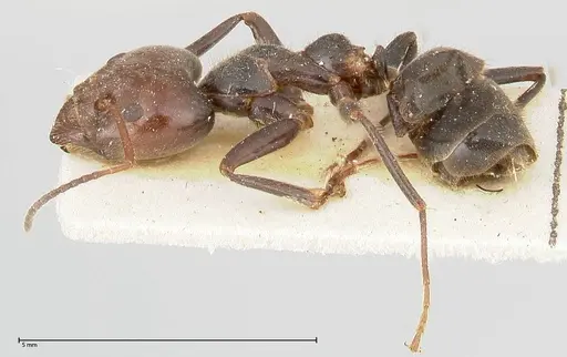 Anonychomyrma dimorpha specimen FOCOL0477 image focol0477_3
