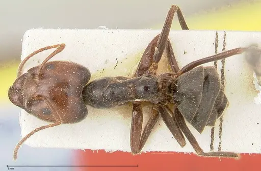 Anonychomyrma dimorpha specimen FOCOL0478 image focol0478_1