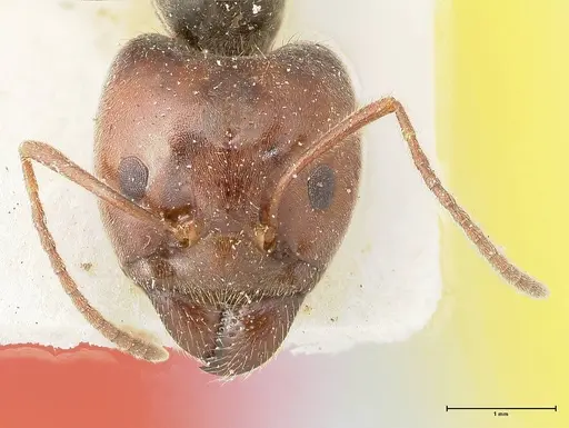 Anonychomyrma dimorpha specimen FOCOL0478 image focol0478_2