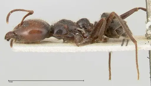 Anonychomyrma dimorpha specimen FOCOL0478 image focol0478_3