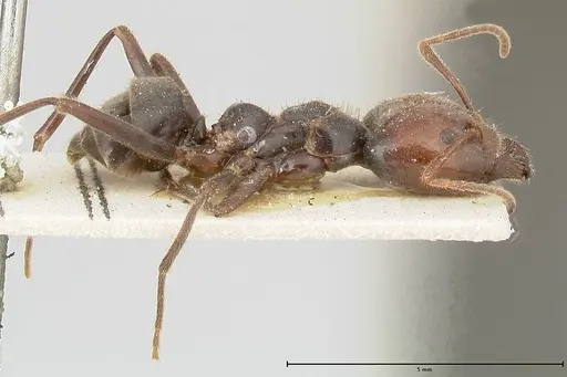 Anonychomyrma dimorpha specimen FOCOL0478 image focol0478_4