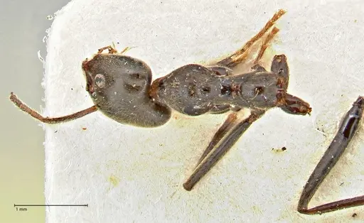 Anonychomyrma dimorpha specimen FOCOL2798 image focol2798_1