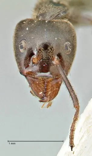 Anonychomyrma dimorpha specimen FOCOL2798 image focol2798_2