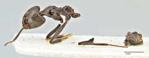 Anonychomyrma dimorpha specimen FOCOL2798 image focol2798_3